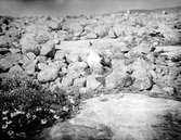 Silltrut, Larus Fuscus,5 Juni 1913