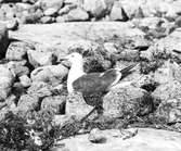 Silltrut, Larus Fuscus,