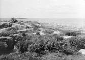 Biotop för Silltrut, Larus Fuscus, 2 Juni 1937