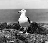 Havstrut, Larus Marinus,