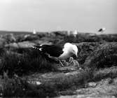Havstrut, Larus Marinus, 21 - 22 maj 1932