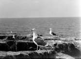 Havstrut, Larus Marinus, 3 maj 1930