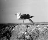 Havstrut, Larus Marinus,