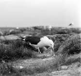 Havstrut, Larus Marinus, matar ungarna i boet, 22 maj 1932