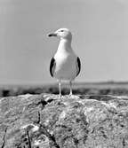 Havstrut, Larus Marinus,