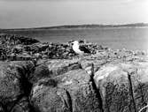 Havstrut, Larus Marinus, 3 maj 1930