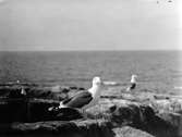 Havstrut, Larus Marinus, 3 maj 1930
