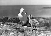 Havstrut, Larus Marinus, med unge  Vad månde de bliva av detta barnet?