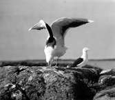 Havstrut, Larus Marinus, hane 6 juni 1930
