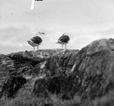 Havstrut, Larus Marinus, paret 3 maj 1930