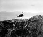 Havstrut, Larus Marinus,3 maj 1930