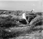 Havstrut, Larus Marinus, 21 - 22 maj 1932