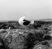 Havstrut, Larus Marinus,  plockande sig