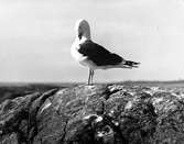 Havstrut, Larus Marinus,