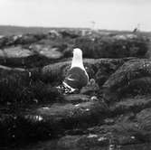 Havstrut, Larus Marinus, vid ungar i bo 22 - 22 maj 1932