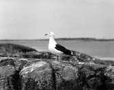 Havstrut, Larus Marinus, 31 maj 1930