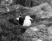 Havstrut, Larus Marinus, ruvande 3 maj 1936