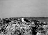 Havstrut, Larus Marinus, hannen sover 5 mars 1930