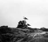 Havstrut, Larus Marinus, par, 21 - 22 maj 1932