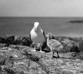 Havstrut, Larus Marinus, 1 juni 1930