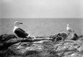 Havstrut, Larus Marinus, med en unge samt en gråtrut 1 juni 1930