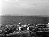 Havstrut, Larus Marinus, 3 maj 1930