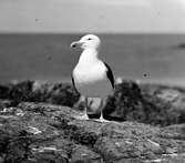 Havstrut, Larus Marinus, 31 maj 1930