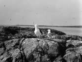 Havstrut, Larus Marinus, par 31 maj 1930
