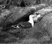 Havstrut, Larus Marinus, 3 maj 1930