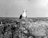 Havstrut, Larus Marinus, på utsiktsknösen 31 maj 1930