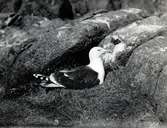 Havstrut, Larus Marinus, ruvar 3 maj 1930