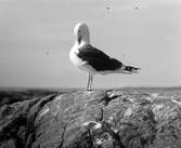 Havstrut, Larus Marinus, plockar sig 1 juni 1930