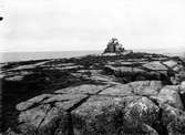 Havstrut, Larus Marinus, Nedanför sjömärket på Orskär: Biotop 7 maj 1937