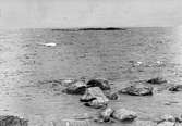 Havstrut, Larus Marinus, i bakgrunden, havstrutsskäret kråkan midsommar 1931