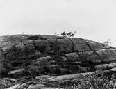 Havstrut, Larus Marinus, norra höjden 4 juli 1934