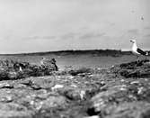 Havstrut, Larus Marinus, gammal och årsunge