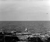Havstrut, Larus Marinus, 3 maj 1930