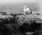 Havstrut, Larus Marinus,