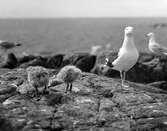 Havstrut, Larus Marinus, 1 juni 1930