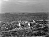 Havstrut, Larus Marinus, 3 maj 1930