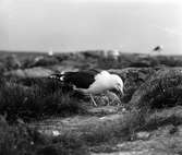 Havstrut, Larus Marinus, 21 - 21 maj