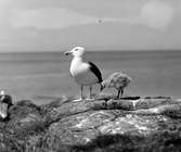 Havstrut, Larus Marinus, med unge