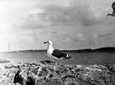 Havstrut, Larus Marinus,
