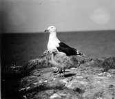 Havstrut, Larus Marinus, med ungar