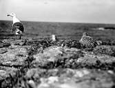 Havstrut, Larus Marinus, och årsunge