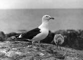 Havstrut, Larus Marinus, med unge