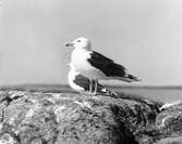 Havstrut, Larus Marinus, par