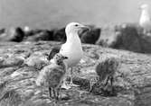 Havstrut, Larus Marinus, med ungar