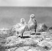 Havstrut, Larus Marinus, med halvfärdiga ungar