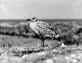 Havstrut, Larus Marinus, En ruggig unge